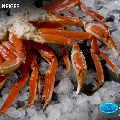 01_crabe_des_neiges