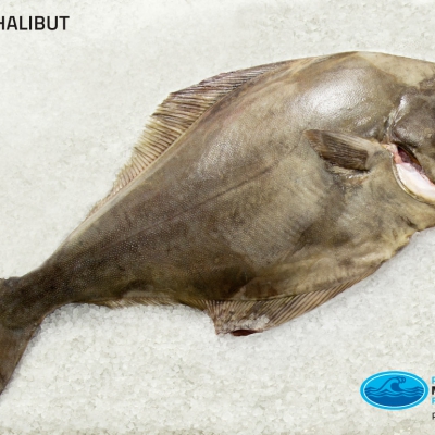 01_halibut