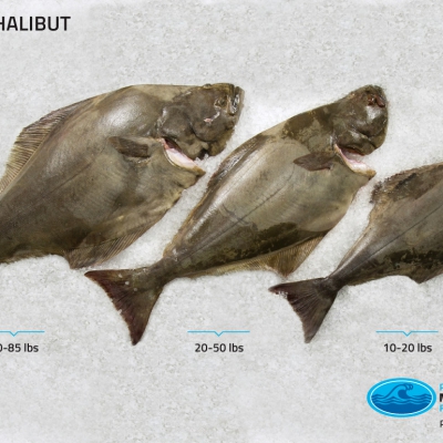 03_halibut_weight